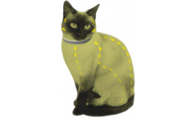 Přírodní antiparazitní obojek pro kočku s vyznačenou ochranou těla na 8 měsíců, lehký a voděodolný.